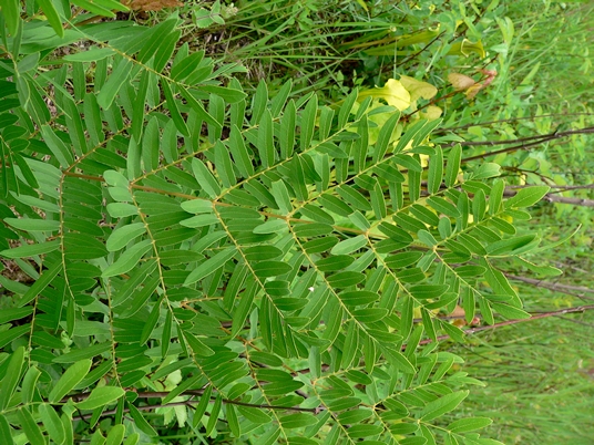 {Osmunda spectabilis}